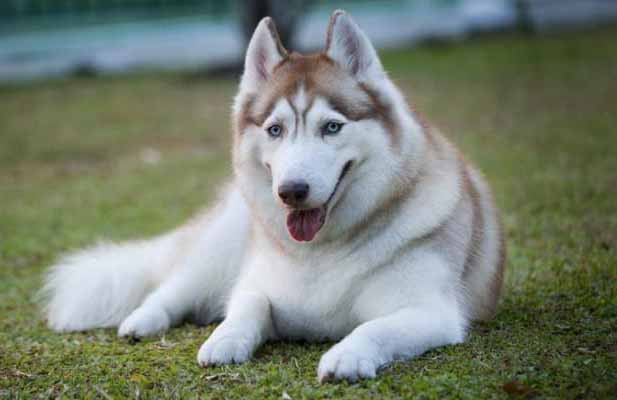 Chó Husky là chó cảnh nên có giá trị cao. Ảnh minh họa
