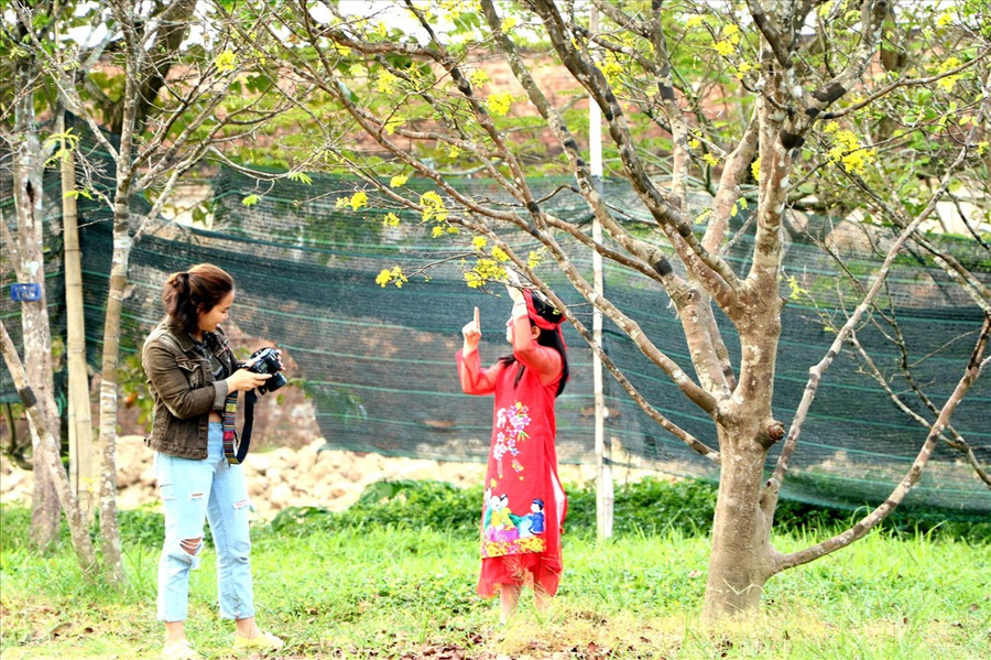 Vườn hoàng mai có 150 gốc, không có ai bảo vệ nhưng những người đến đây đều có chung một ý thức là chỉ chụp ảnh chứ không xảy xa tình trạng ngắt hoa, bẻ cành. Ảnh: PĐ.  Vườn hoàng mai có 150 gốc, không có ai bảo vệ nhưng những người đến đây đều có chung một ý thức là chỉ chụp ảnh chứ không xảy xa tình trạng ngắt hoa, bẻ cành. Ảnh: PĐ.