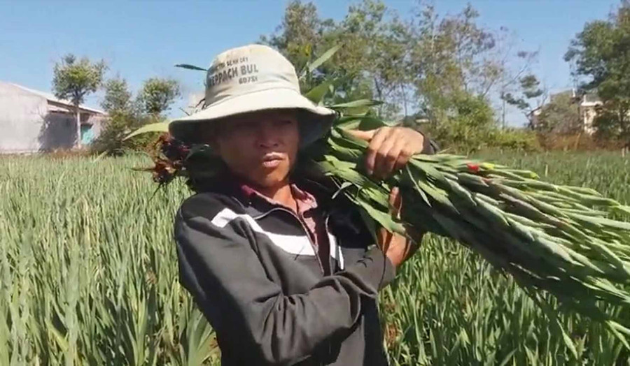 Nhà vườn thu hoạch hoa bán cho thương lái. Ảnh: Hà Phương