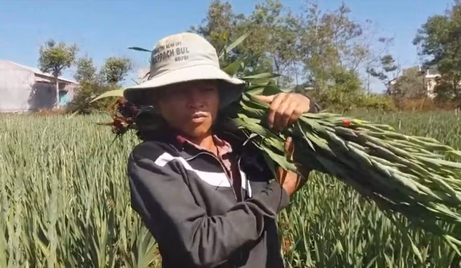 Nhà vườn thu hoạch hoa bán cho thương lái. Ảnh: Hà Phương