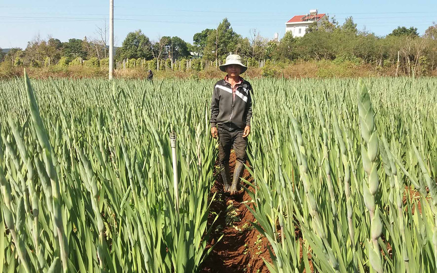 Anh Nguyễn Văn Phương bên vườn hoa của mình. Ảnh: Hà Phương