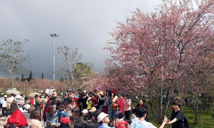 Dòng người cuồn cuộn đổ về Măng Đen ngắm hoa mai anh đào.