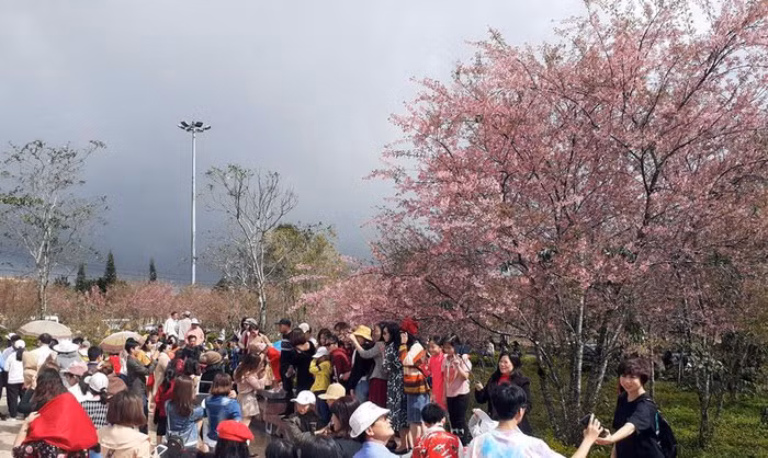 Dòng người cuồn cuộn đổ về Măng Đen ngắm hoa mai anh đào.