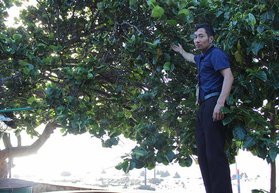  Hoa tra giống chùm hoa nho trên đất liền. Ảnh: N.D