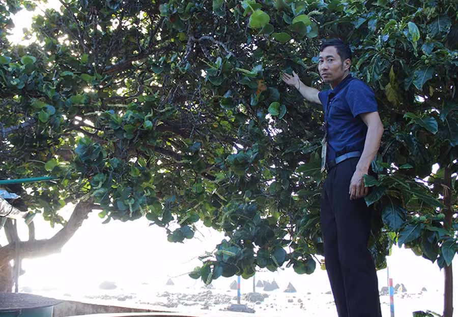  Hoa tra giống chùm hoa nho trên đất liền. Ảnh: N.D