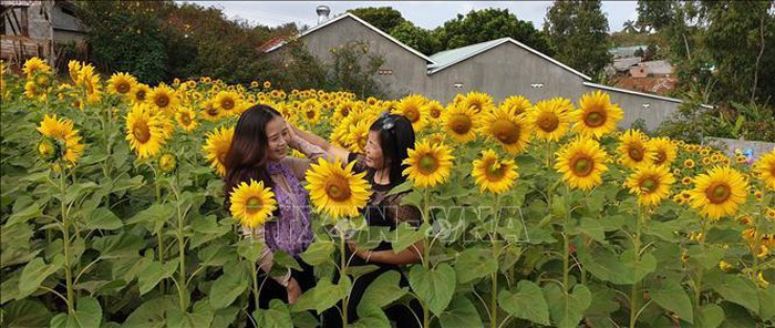 Du khách chụp ảnh lưu niệm tại vườn hoa hướng dương. Ảnh: Hồng Điệp/TTXVN Du khách chụp ảnh lưu niệm tại vườn hoa hướng dương. Ảnh: Hồng Điệp/TTXVN