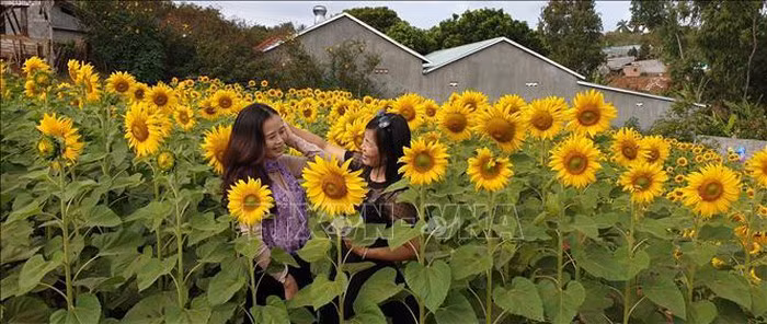 Du khách chụp ảnh lưu niệm tại vườn hoa hướng dương. Ảnh: Hồng Điệp/TTXVN