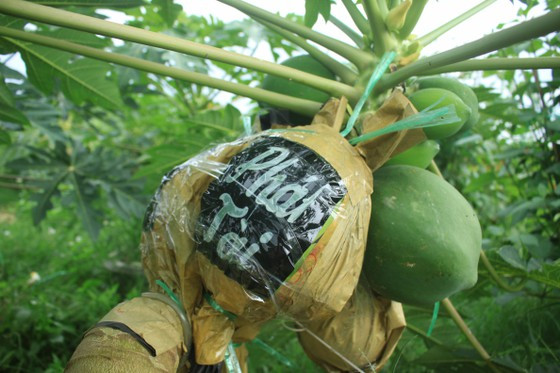  Đu đủ là biểu tượng của sự may mắn, đầy đủ, sung túc. Ảnh:NGUYỄN TRANG