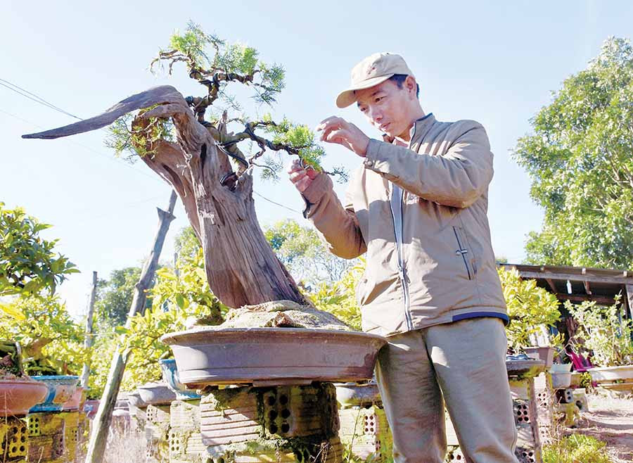 Ông Lê Phan Trung Quang (tổ 6, phường Thắng Lợi, TP. Pleiku) chăm sóc một gốc bonsai. Ảnh: H.P Ông Lê Phan Trung Quang (tổ 6, phường Thắng Lợi, TP. Pleiku) chăm sóc một gốc bonsai. Ảnh: H.P