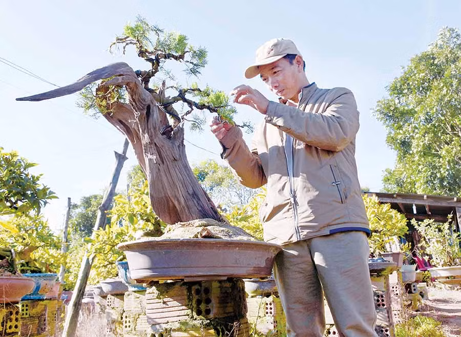 Ông Lê Phan Trung Quang (tổ 6, phường Thắng Lợi, TP. Pleiku) chăm sóc một gốc bonsai. Ảnh: H.P