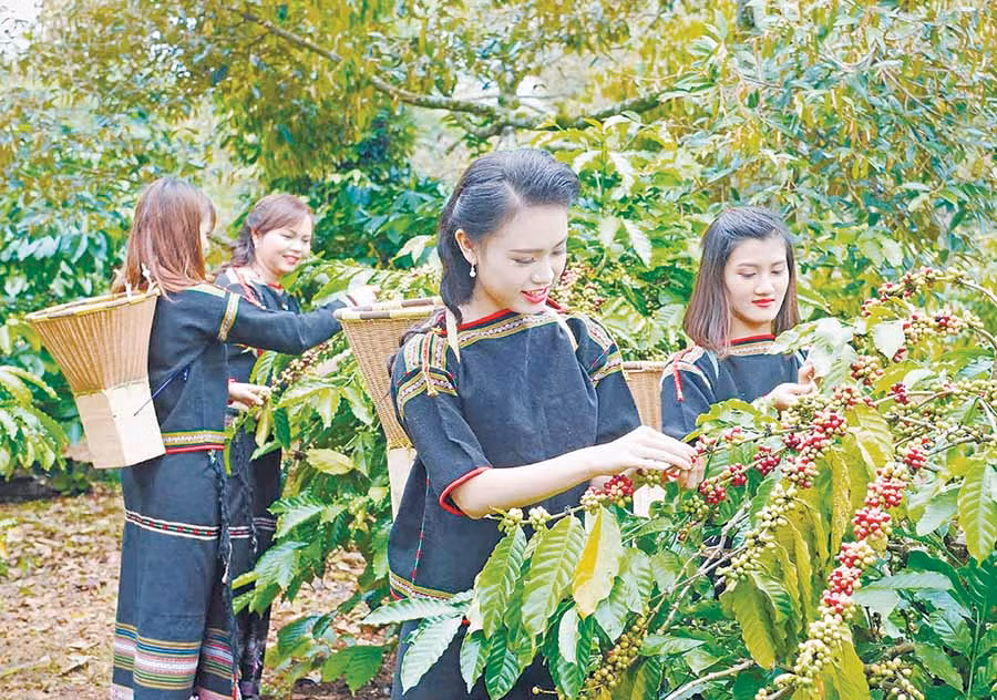 Thu hoạch cà phê. Ảnh internet