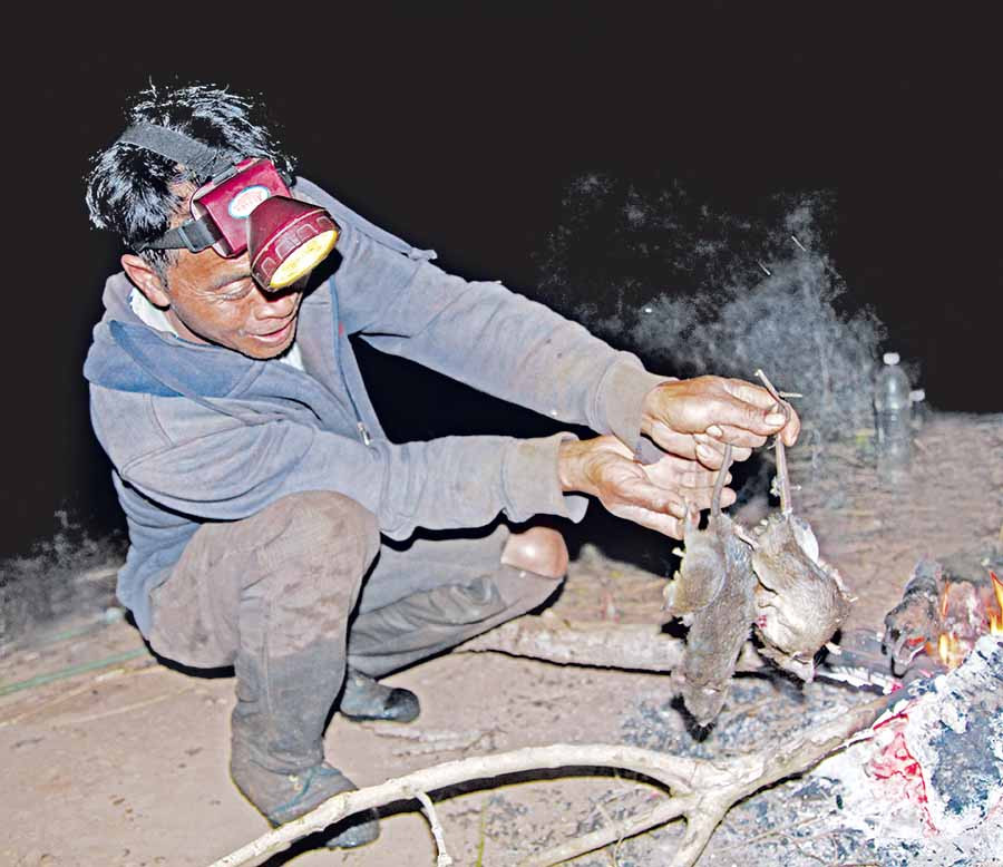 Mỗi đêm, có hàng trăm con chuột bị mắc bẫy. Ảnh: V.N  Mỗi đêm, có hàng trăm con chuột bị mắc bẫy. Ảnh: V.N