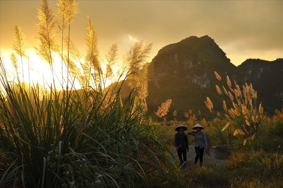  Những sợi nắng đan xen vào những rừng lau dệt nên tấm thảm vàng rộng khắp. Ảnh: MĐ
