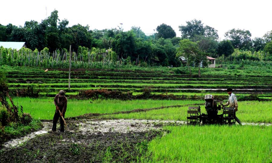 Người dân được hỗ trợ giống lúa thuần, phân bón, thuốc bảo vệ thực vật (Ảnh internet) Ảnh internet