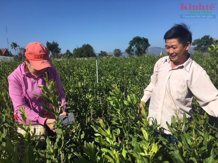 Ông Nghiệm đang kiểm tra vườn ươm cây giống mắc ca thực sinh  Ông Nghiệm đang kiểm tra vườn ươm cây giống mắc ca thực sinh