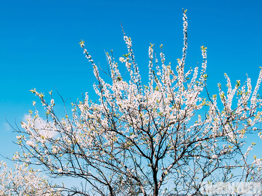 Hoa mận trong nắng vùng miền núi Mộc Châu. Ảnh: Trần Thương