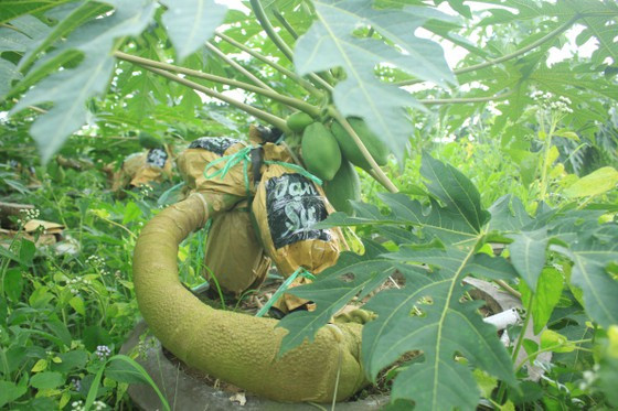 Cây đu đủ bonsai mang in chữ được bọc cẩn thận là sản phẩm Tết độc đáo nhà vườn anh Thiệt. Ảnh: NGUYỄN TRANG