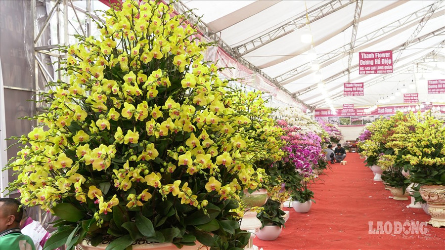 Lan hồ điệp biểu tượng cho sự sang trọng, sung túc nhiều năm nay trở thành loại cây được nhiều người dân ưa thích. Những chậu lan lớn, sắp xếp với ý nghĩa phát lộc được phát giá từ và triệu đến hàng trăm triệu đồng.