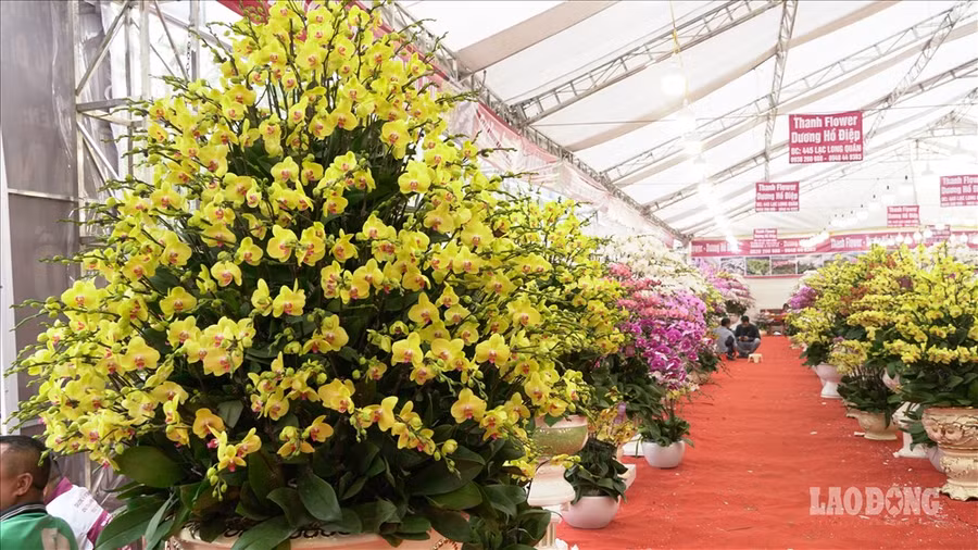 Lan hồ điệp biểu tượng cho sự sang trọng, sung túc nhiều năm nay trở thành loại cây được nhiều người dân ưa thích. Những chậu lan lớn, sắp xếp với ý nghĩa phát lộc được phát giá từ và triệu đến hàng trăm triệu đồng.