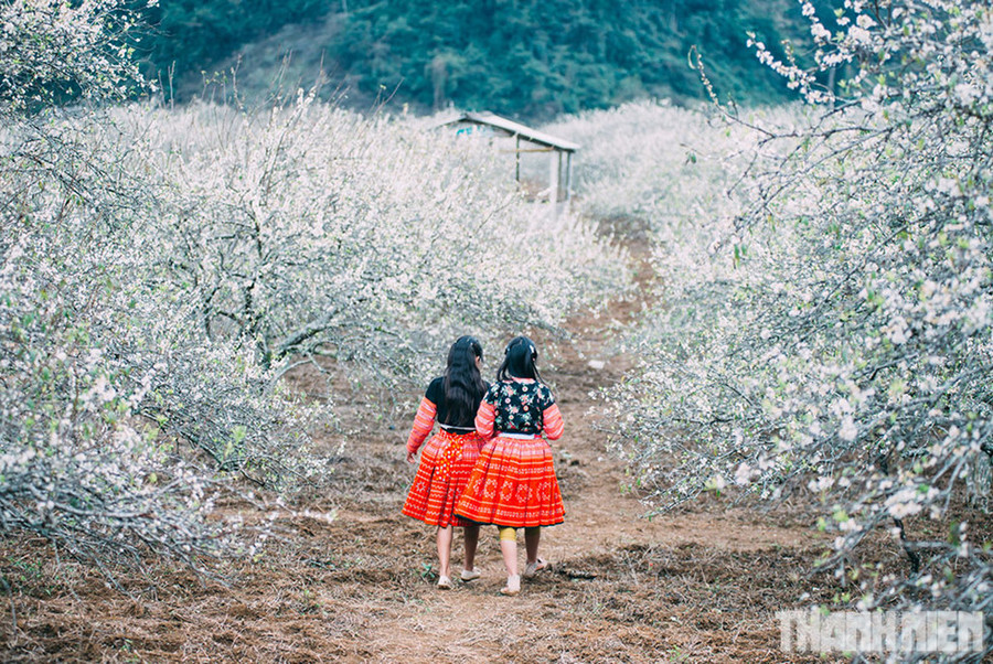  Các cô gái Mông với những bộ váy rực rỡ thấp thoáng giữa rừng hoa