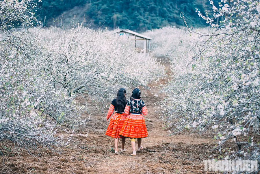  Các cô gái Mông với những bộ váy rực rỡ thấp thoáng giữa rừng hoa