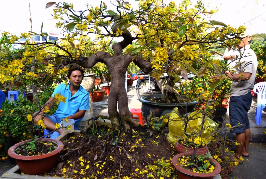 Cây mai “lực sĩ” trong chợ hoa Tết Long Xuyên. Ảnh: Lục Tùng