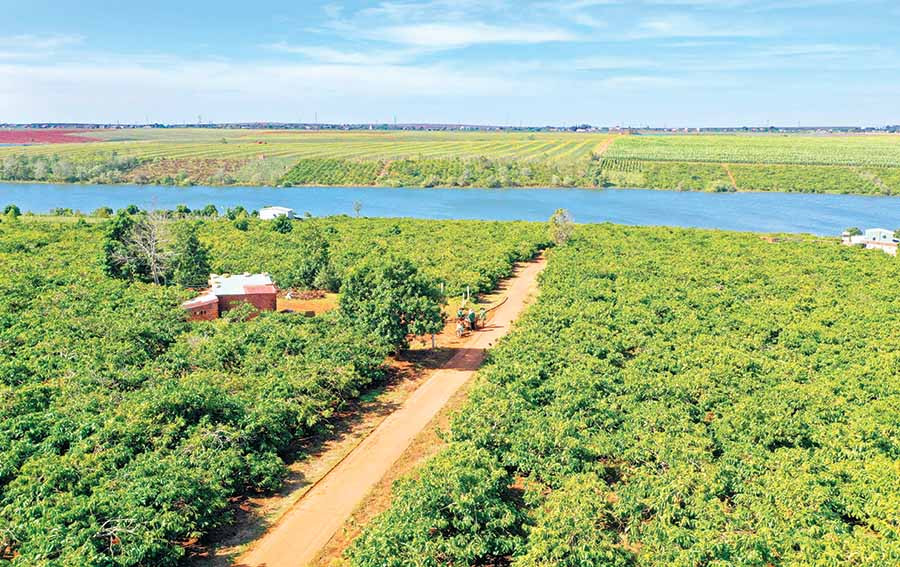 Tổ liên kết sản xuất cà phê theo quy trình 4C thôn Ia Ring (xã Ia Tiêm, huyện Chư Sê) có diện tích hơn 100 ha với khoảng 100 hộ tham gia. Ảnh: Q.T Tổ liên kết sản xuất cà phê theo quy trình 4C thôn Ia Ring (xã Ia Tiêm, huyện Chư Sê) có diện tích hơn 100 ha với khoảng 100 hộ tham gia. Ảnh: Q.T