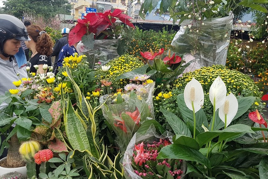 Nhiều loại cây phong thủy được người tiêu dùng quan tâm. Ảnh: Kh.V Nhiều loại cây phong thủy được người tiêu dùng quan tâm. Ảnh: Kh.V