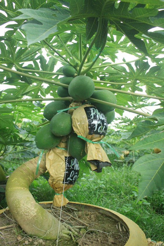  Một cây đu đủ bonsai chi chít quả. Ảnh: NGUYỄN TRANG