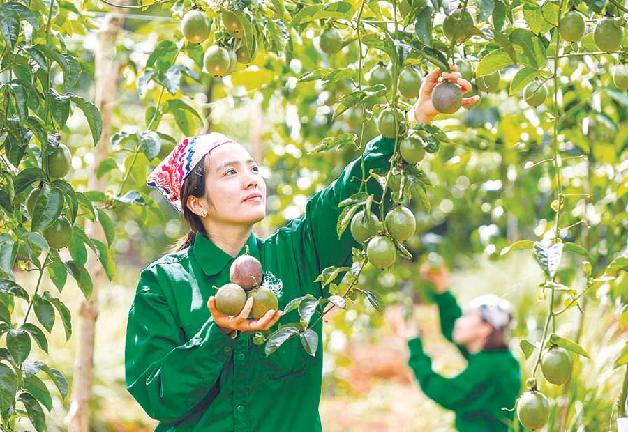  Thu hoạch chanh dây. Ảnh: NGUYỄN LINH VINH QUỐC