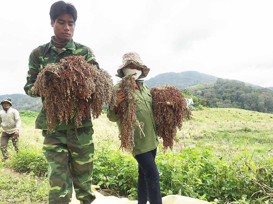 Thu hoạch bo bo, chuẩn bị rượu Xuân ở Krong. Ảnh: Lê Hòa