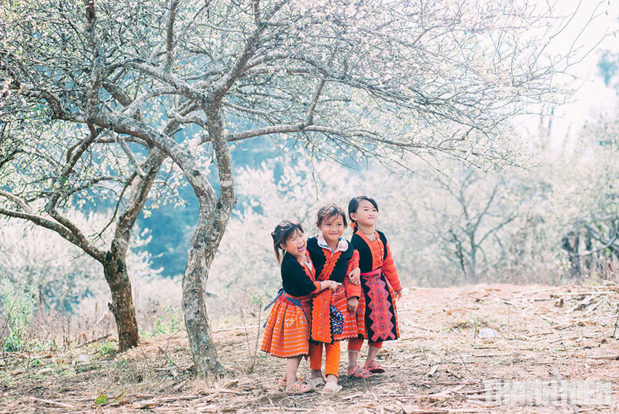 Trẻ em vui đùa trong những rừng mận mùa xuân