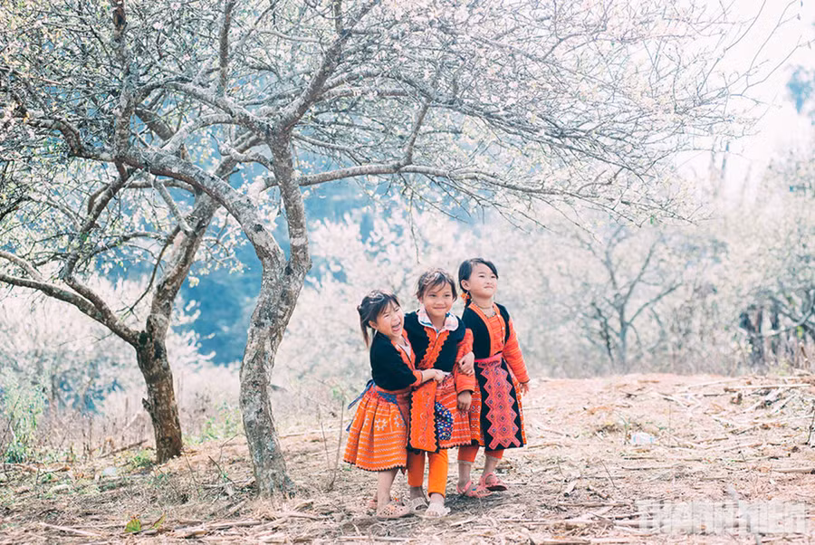 Trẻ em vui đùa trong những rừng mận mùa xuân