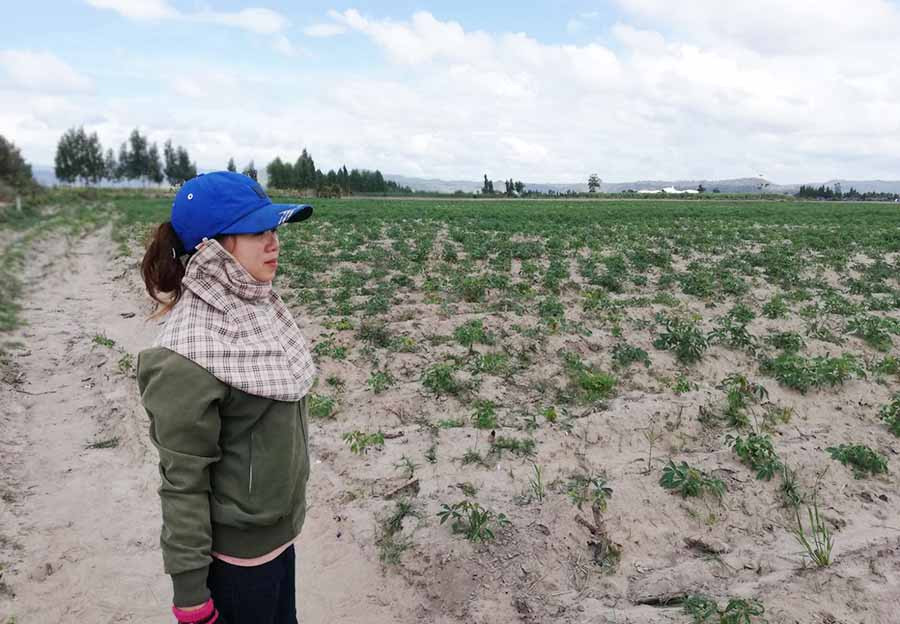  Chị Dương Thị Nguyệt (thôn 5, xã Pờ Tó, huyện Ia Pa) bên rẫy mì bị nhiễm bệnh khảm lá vi rút. Ảnh: N.T