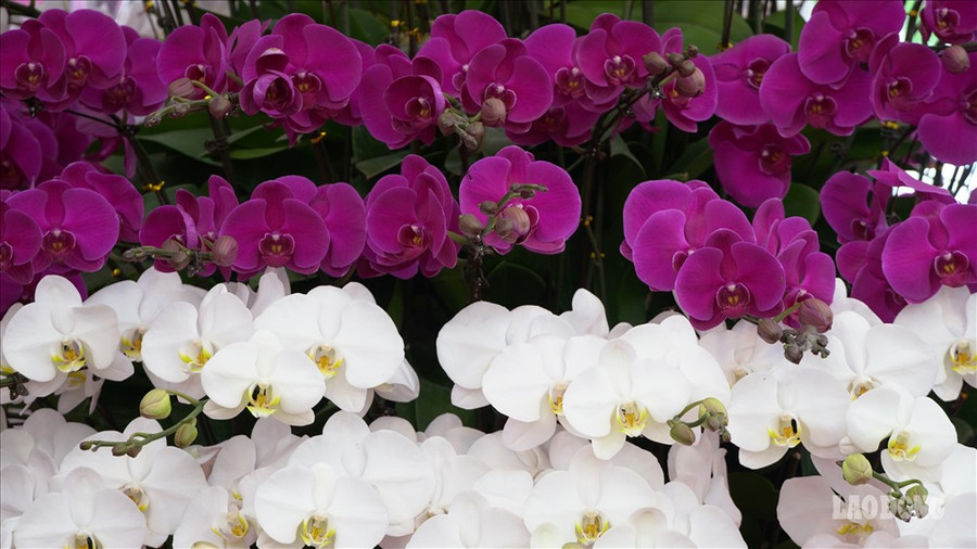 Theo chủ cửa hàng lan, để tăng thời gian chơi lan, cửa hàng cũng tư vấn khách cách chăm sóc hoa tại nhà để đảm bảo yếu tố thời tiết, dinh dưỡng cho hoa tươi lâu, tăng thời gian hoa nở.