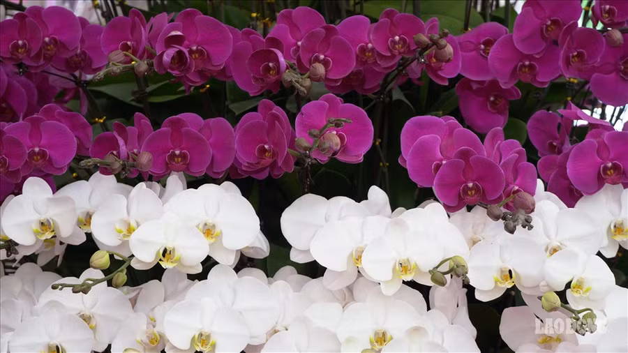 Theo chủ cửa hàng lan, để tăng thời gian chơi lan, cửa hàng cũng tư vấn khách cách chăm sóc hoa tại nhà để đảm bảo yếu tố thời tiết, dinh dưỡng cho hoa tươi lâu, tăng thời gian hoa nở.