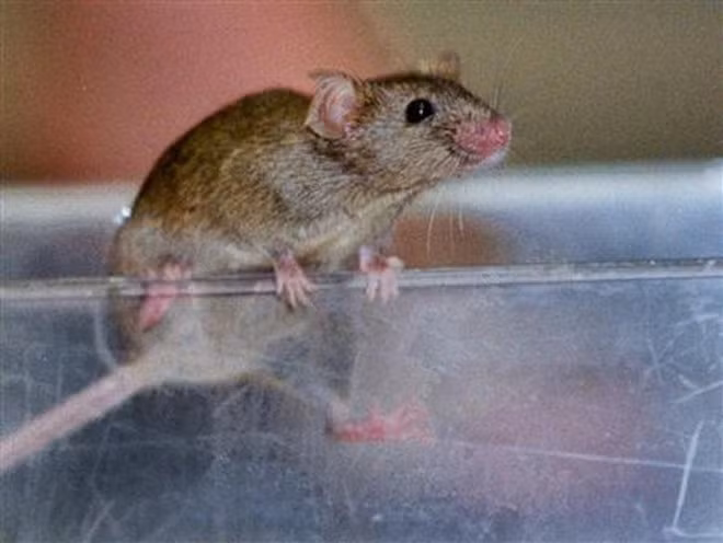 Chuột có kỹ năng leo trèo khá ấn tượng - Ảnh: Reuters