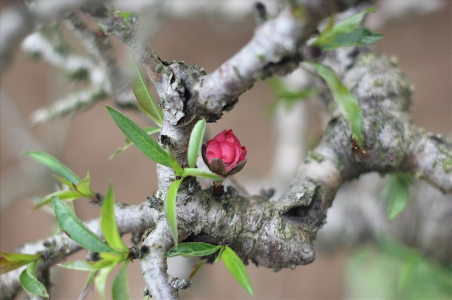 Ông Hàm cho biết: “Để có được những gốc đào Thất Thốn rất quý giá, cả một quá trình chăm sóc bền bỉ. Cho nên, tôi quyết định cho thuê chứ không bán. Phần vì khách hàng chưa biết cách chăm sóc sẽ làm chết cây“.