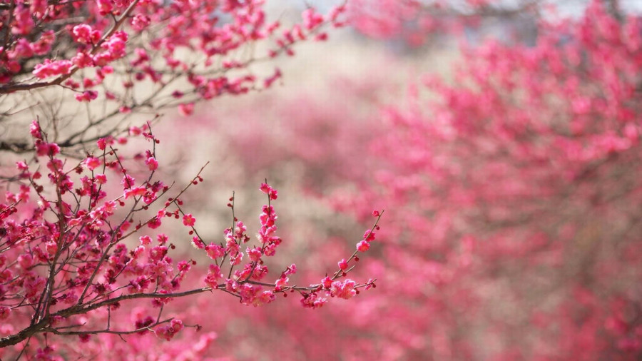 Ảnh hoa đào khoe sắc ngày tết. Ảnh: Minh họa. Nguồn Internet