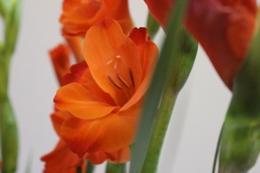  Hoa lay ơn thường dùng cắm với lục bình trên ban thờ. Ảnh: ST.