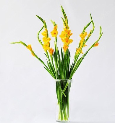  Dù không cần cầu kì thì một bình hoa lay ơn vẫn đầy sinh khí mùa xuân. Ảnh: ST.