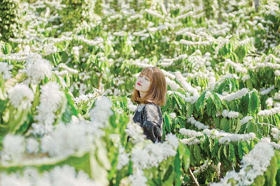 Thiếu nữ và hoa cà phê. Ảnh: LÂM HOÀNG NGUYÊN