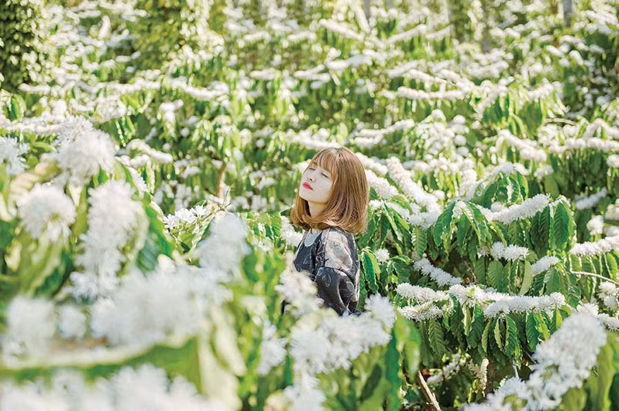 Thiếu nữ và hoa cà phê. Ảnh: LÂM HOÀNG NGUYÊN