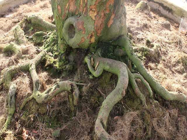 "Dù là mai cổ nhưng lại ra nụ và nở đúng dịp Tết, 10 năm chăm sóc thì đúng 10 năm cây mai này nở hoa, bất chấp thời tiết có khắc nghiệt đi chăng nữa", anh Phong kể.