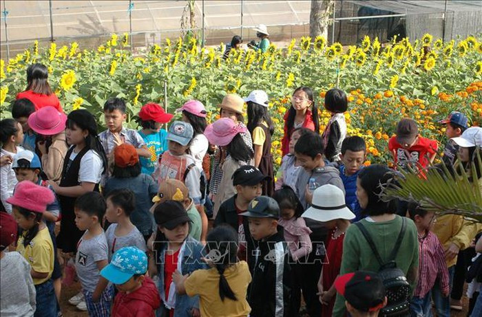 Vườn hoa hướng dương thu hút hàng nghìn lượt khách mỗi ngày. Ảnh: Hồng Điệp/TTXVN Vườn hoa hướng dương thu hút hàng nghìn lượt khách mỗi ngày. Ảnh: Hồng Điệp/TTXVN