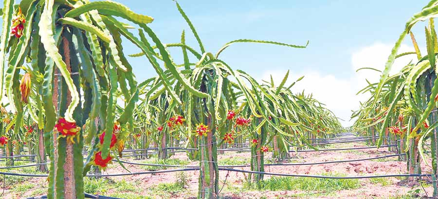 Vườn thanh long trồng theo tiêu chuẩn GlobalGAP của HAGL. Ảnh: internet