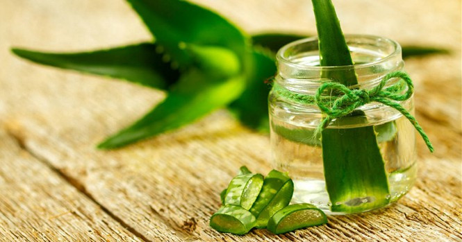 Lô hội có khả năng tuyệt vời giúp lành vết thương, chữa các vấn đề về da và cũng có thể giúp hỗ trợ chữa trị các vấn đề về dạ dày. Ảnh minh họa: Internet Lô hội có khả năng tuyệt vời giúp lành vết thương, chữa các vấn đề về da và cũng có thể giúp hỗ trợ chữa trị các vấn đề về dạ dày. Ảnh minh họa: Internet