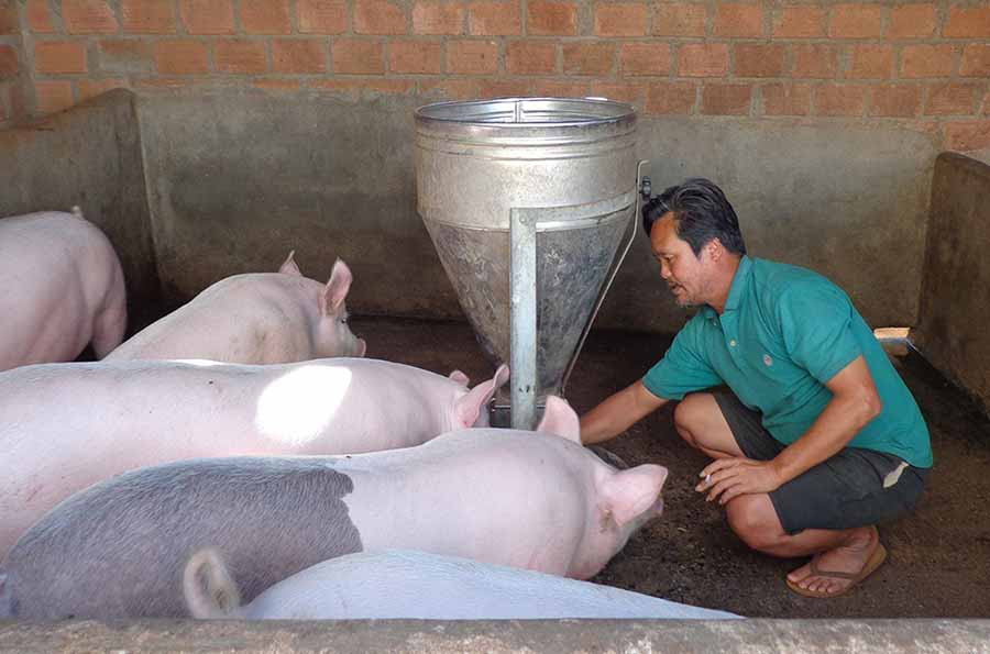 Anh Trần Văn Hà chăm sóc đàn heo của gia đình. Ảnh: H.P  Anh Trần Văn Hà chăm sóc đàn heo của gia đình. Ảnh: H.P