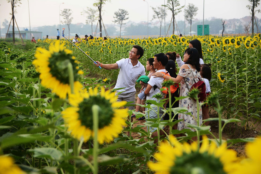 Hoa hướng dương mang một vẻ đẹp lạ thu hút người Sài Gòn. Ảnh: Hoài Nhân