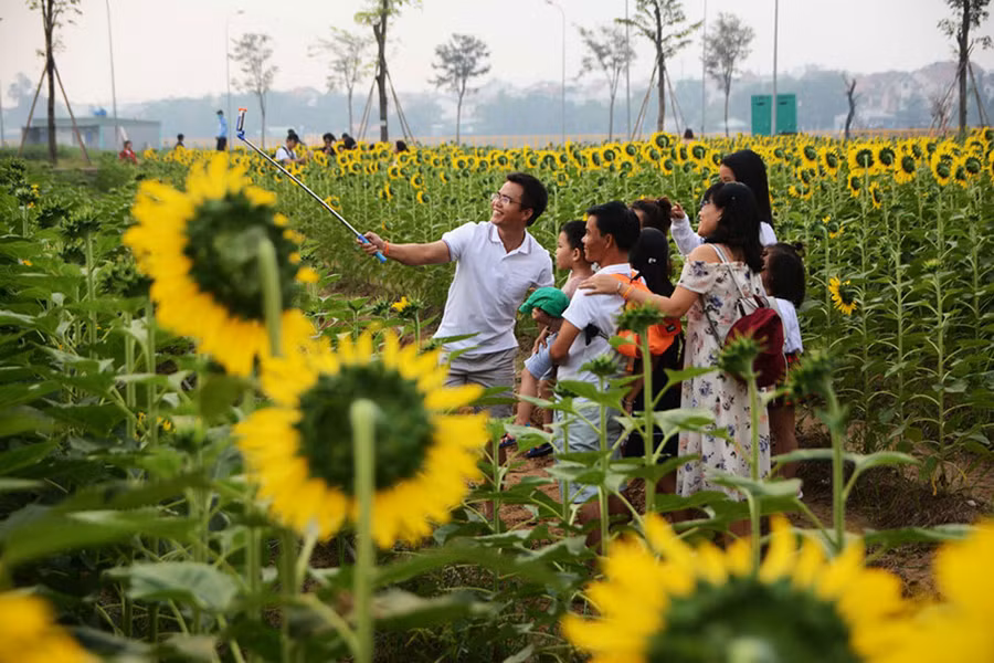 Hoa hướng dương mang một vẻ đẹp lạ thu hút người Sài Gòn. Ảnh: Hoài Nhân